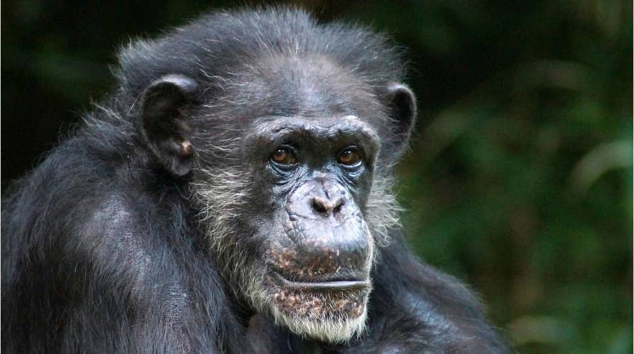 Chimpanzee violent attacks are on the rise
