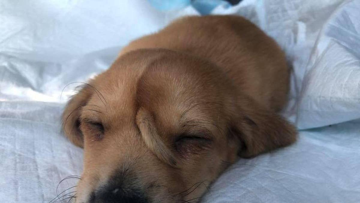 Rescued baby seal found wandering by New Jersey's Brick Township Police  Department along Route 35 - 6abc Philadelphia