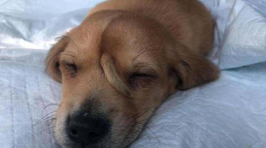 Animal rescue team finds puppy with tail on his forehead