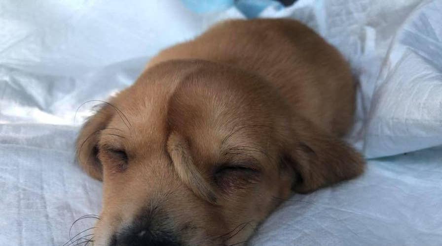 Animal rescue team finds puppy with tail on his forehead