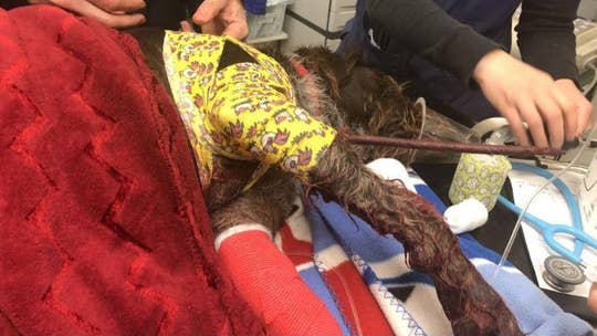 Freak accident leaves dog with metal spike impaled in chest