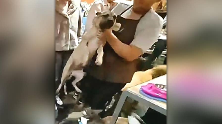 Puppy lands on its head after being thrown by pet shop employee