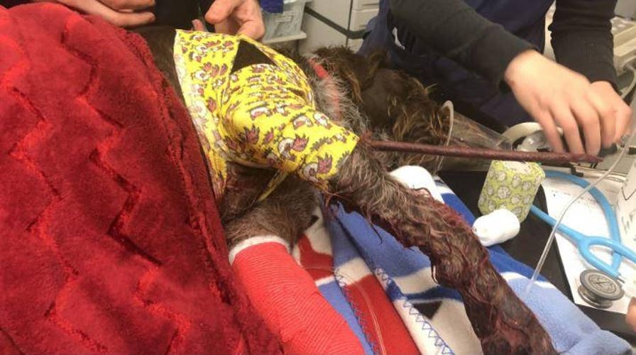 Freak accident leaves dog with metal spike impaled in chest