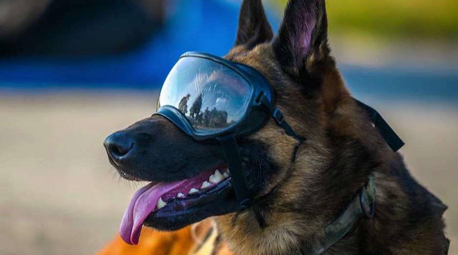 Medal ceremony honors military animals