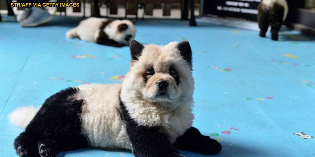 dog years equivalent