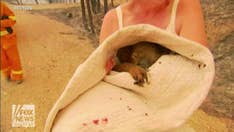 Koala rescued from flames of Australia wildfire, badly burned as blazes rage across country