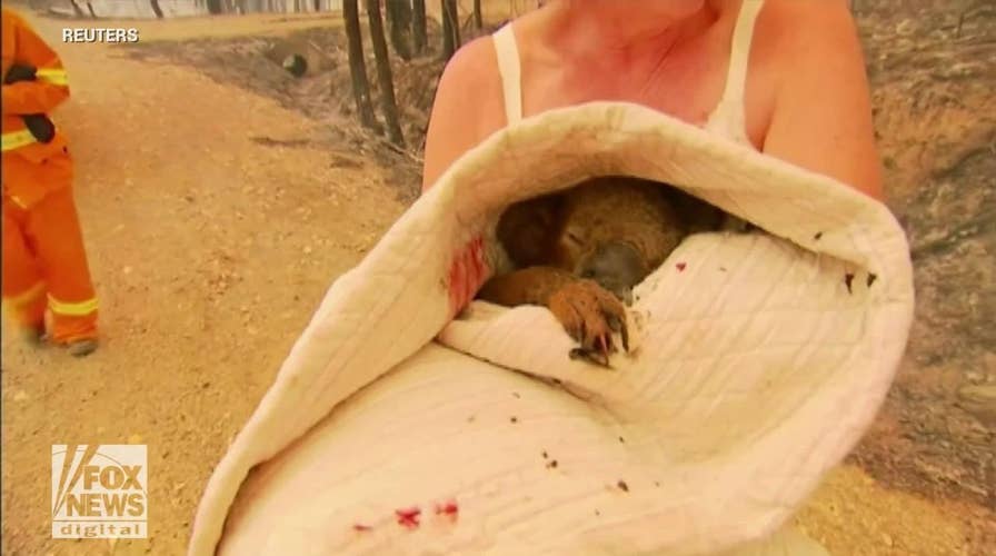 Woman rescues badly burned koala from Australian bushfire