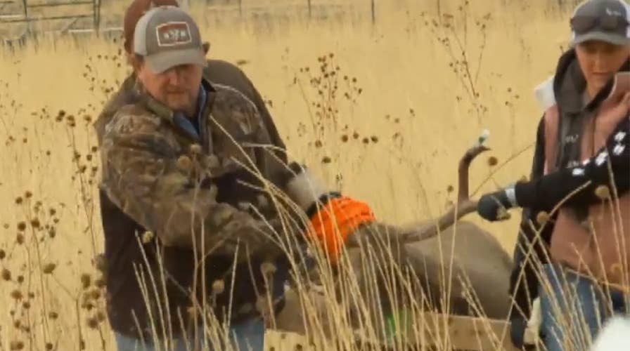 Mule deer airlifted in Utah for health checkup