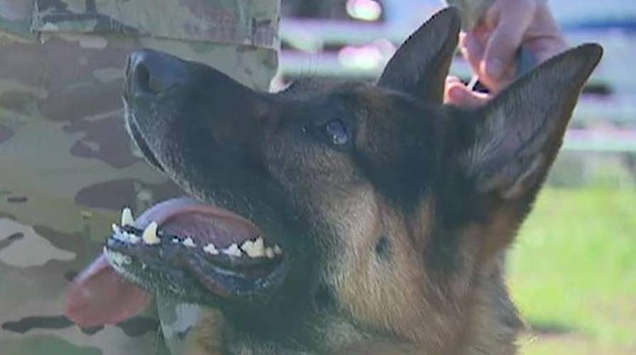 Emily Compagno gets a closer look at hero military dogs