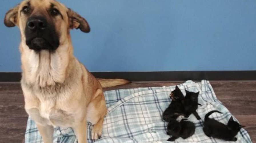 Stray dog comforts abandoned kittens on side of road
