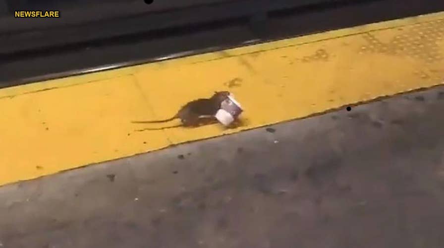 Rat carrying coffee cup on New York City subway track goes viral