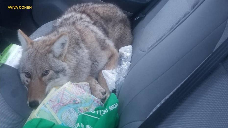 Man Hits Dog On Canadian Highway Doesn T Realize It S A Coyote Man Hits Dog On Canadian Highway