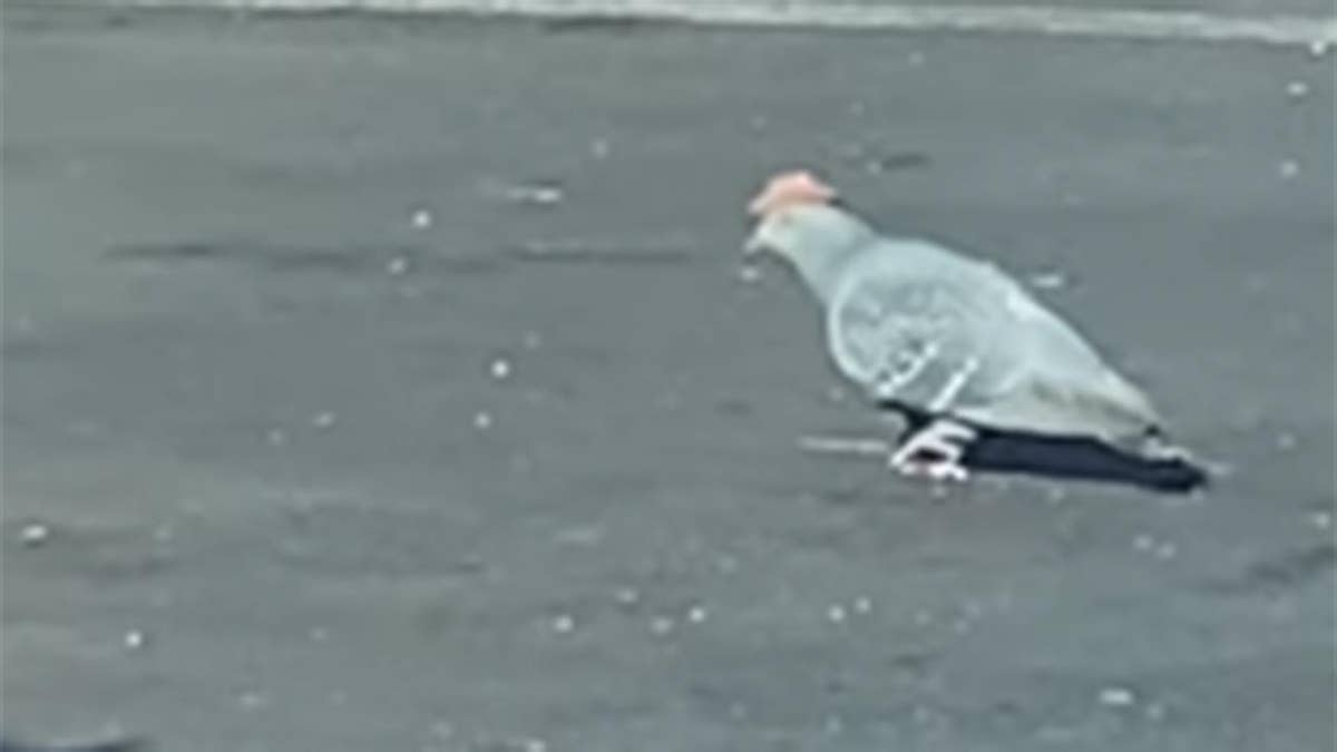 Pigeons wearing tiny cowboy hats pop up 
