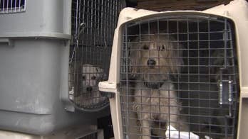 Dozens of dogs, including rescues, recovered from stolen van in Oakland: police