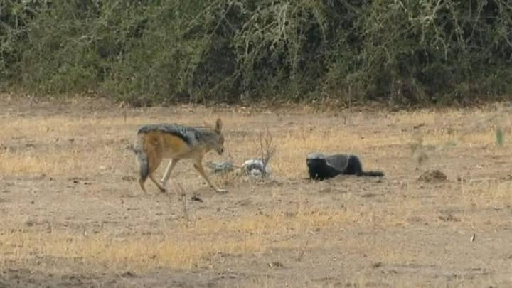 Massive python, a resilient honey badger and two persistent jackals engage in a three-way fight