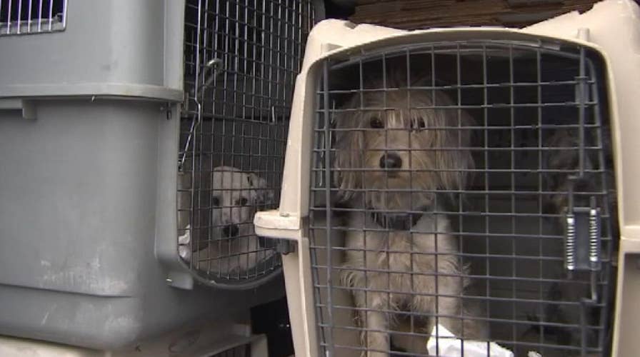 Rescue dogs in stolen van reunited with owner in California