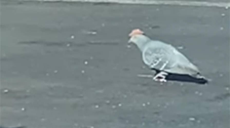 Pigeons wearing tiny cowboy hats take over Las Vegas