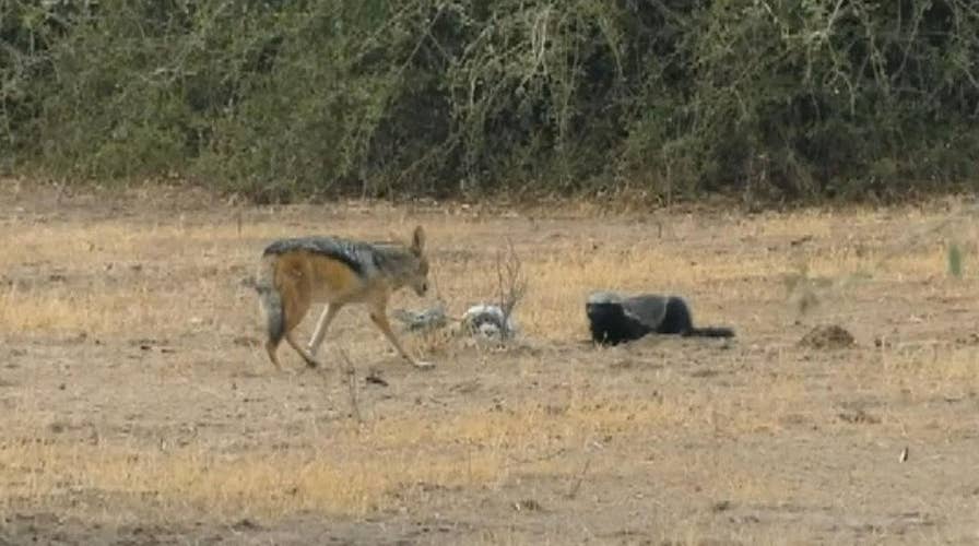 Massive python, a resilient honey badger and two persistent jackals engage in a three-way fight