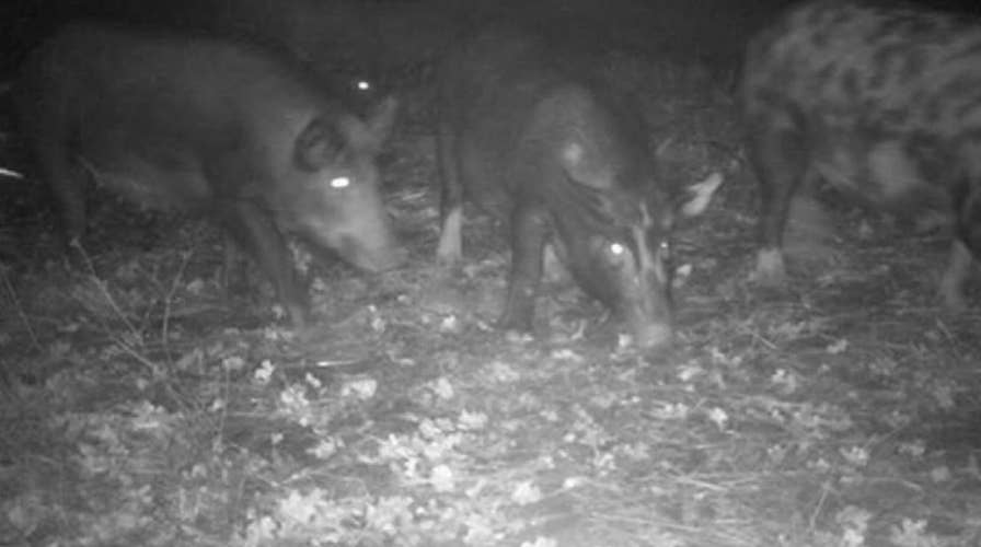 Feral pigs that invaded California city may face euthanasia