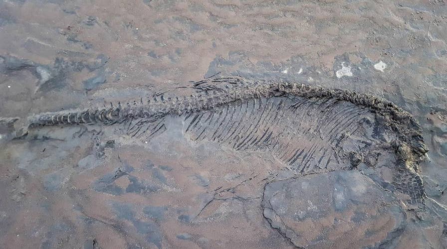65-million-year-old ‘ichthyosaur’ skeleton found on beach