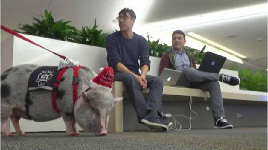 LiLou the therapy pig calms stressed-out flyers