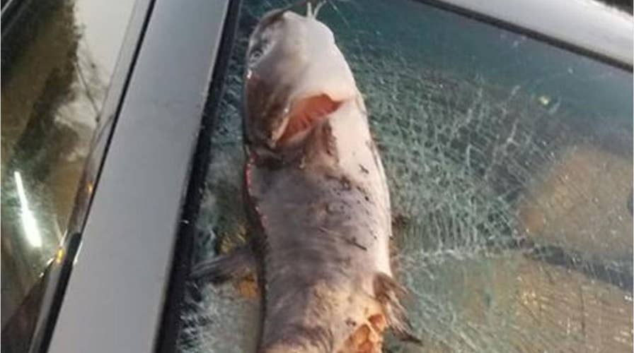 North Carolina woman says catfish smashed her car's windshield