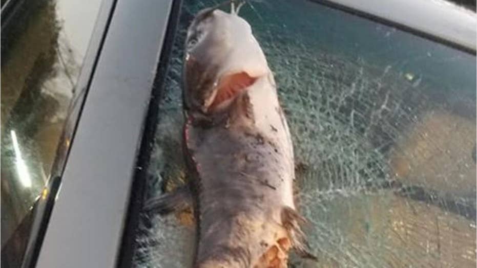 2 fishermen in North Carolina hook recordbreaking catfish days apart