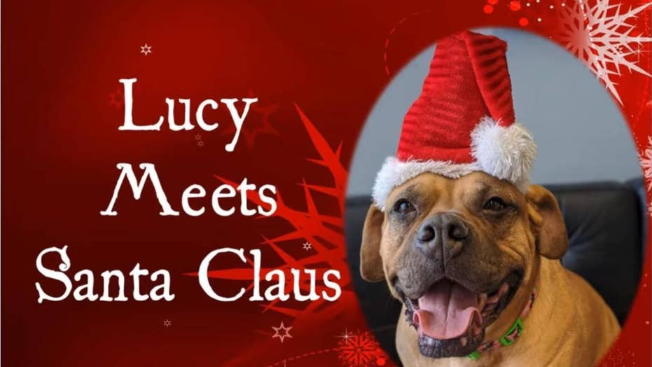 Pennsylvania dog at shelter for over 900 days has one Christmas wish