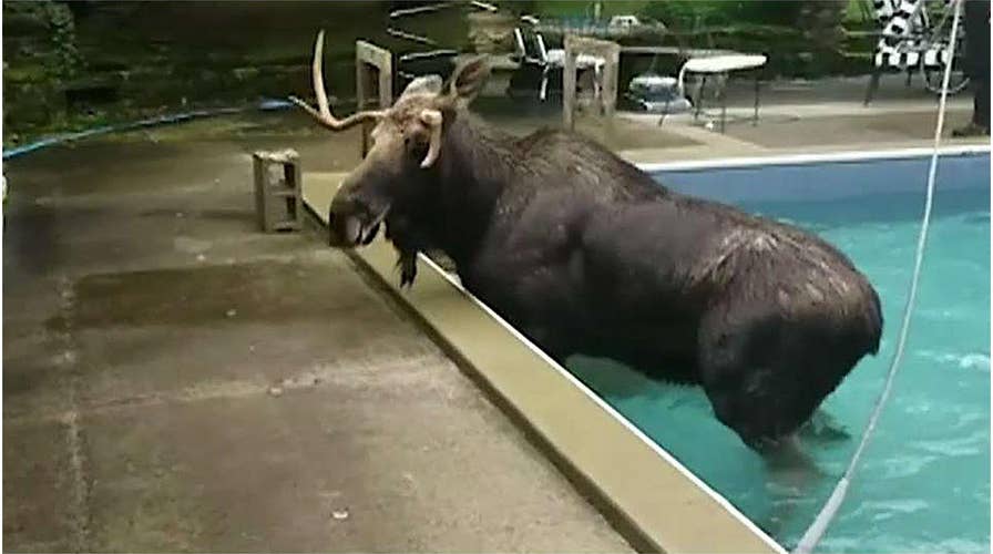 2019 in review: Year in wacky video