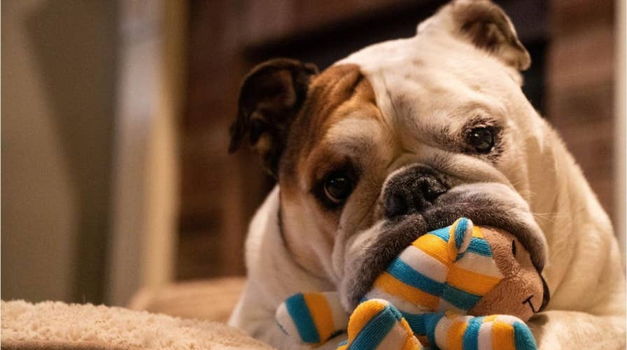 Family dog steals toy from baby