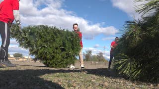 AZ College students run Christmas tree removal business - Fox News