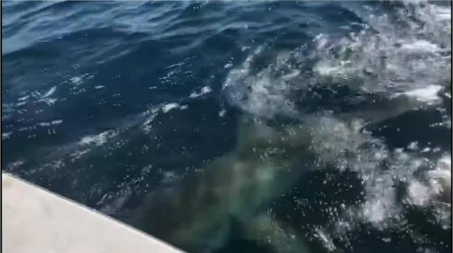 Catch of a lifetime, one charter boat caught a 13-foot great white shark