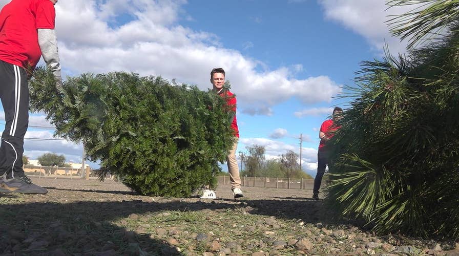 Arizona college students run Christmas tree removal business