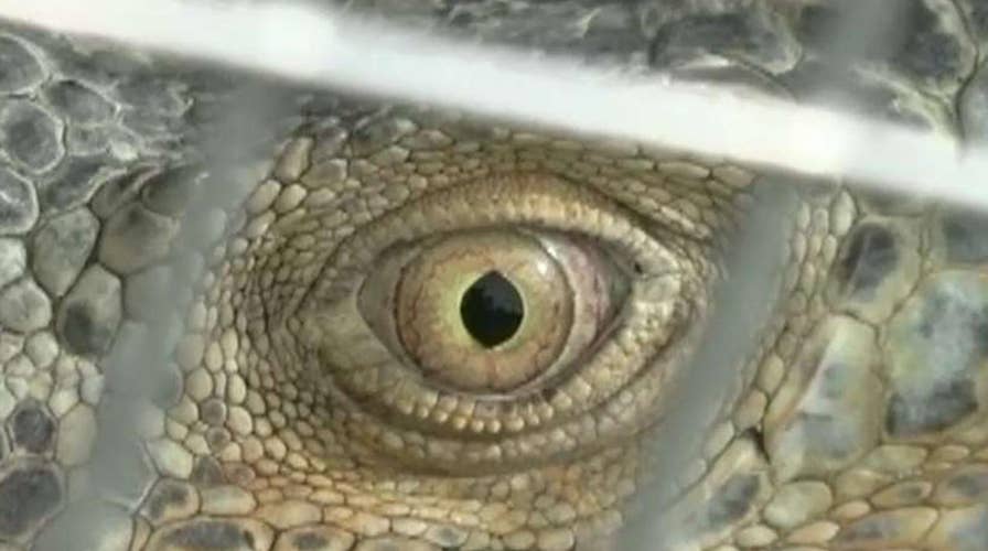 Growing concerns over Floridas exploding green iguana population