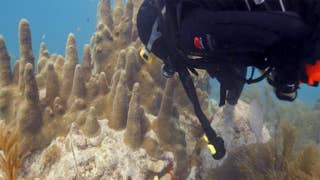 Technicolor coral once covered stretches of underwater reefs in the Florida Keys and beyond - Fox News