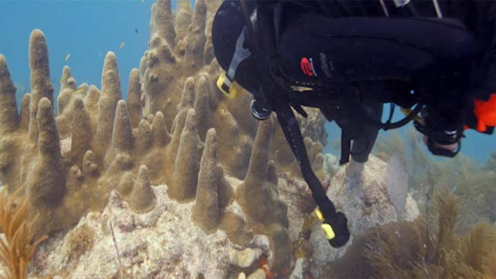 Technicolor coral once covered stretches of underwater reefs in the Florida Keys and beyond