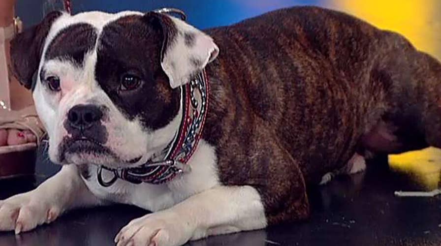 'Fox NFL Sunday' host Curt Menefee hosts new dog competition series