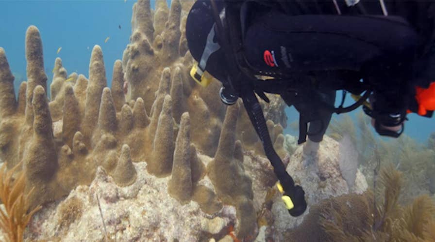Technicolor coral once covered stretches of underwater reefs in the Florida Keys and beyond