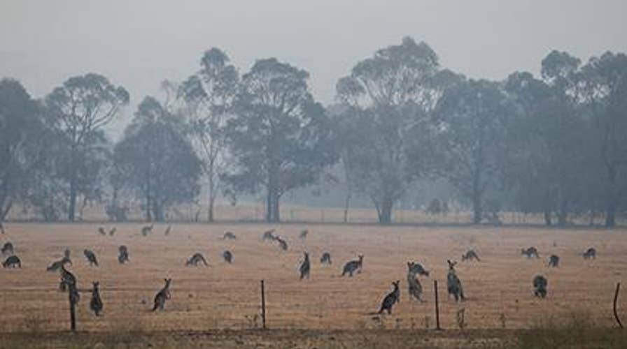 Sydney Wildlife Rescue fears wildfire implications could last for decades