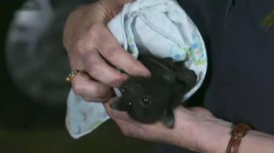 Rush to save wildlife impacted by Australia's bushfires