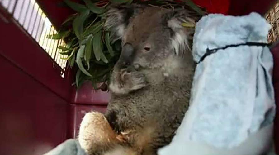 Injured animals being rescued and rehabilitated around the clock in Australia