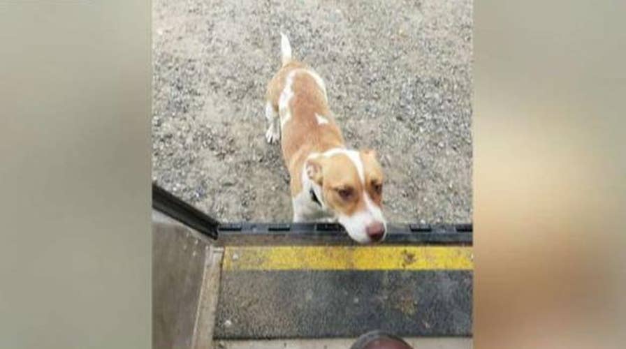 Eric Shawn: The UPS dog stars!