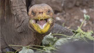 Diego the tortoise retires, high sex drive credited with helping to save his species in the Galapagos - Fox News