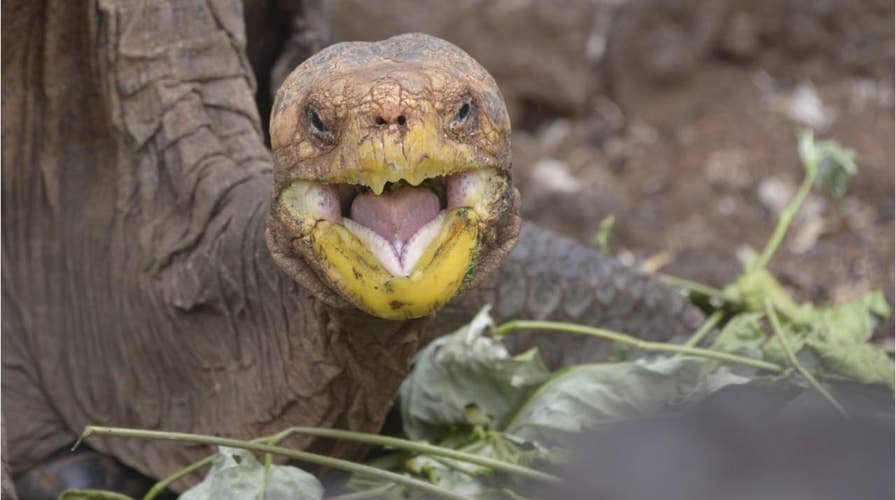Diego the tortoise retires, high sex drive credited with helping to save his species in the Galapagos