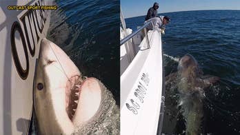 South Carolina fisherman hooks massive great white shark, hopes coverage will help solve fatal hit-and-run case