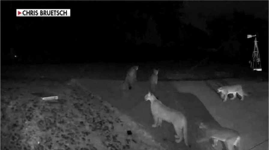 5 California mountain lions caught on video outside home in rarity for solitary creatures