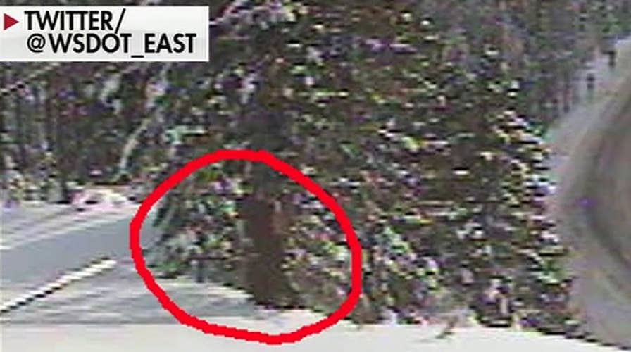 Bigfoot spotted on Washington State Department of Transportation webcam?