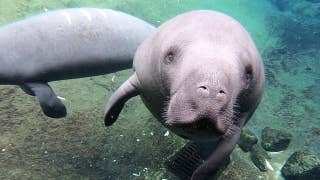 Record number of manatees killed by Florida boaters in 2019 - Fox News
