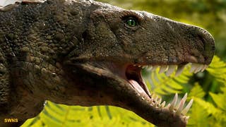'Bonecrushing' crocodile that hunted dinosaurs 230M years ago discovered in Brazil - Fox News