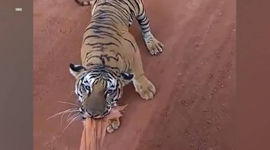 Footage shows tiger chase tour bus and bite onto curtain